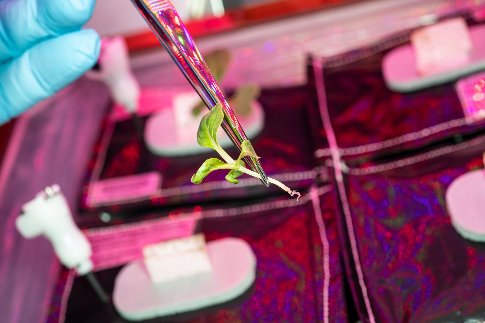 Pak choi in Veggie aboard the ISS