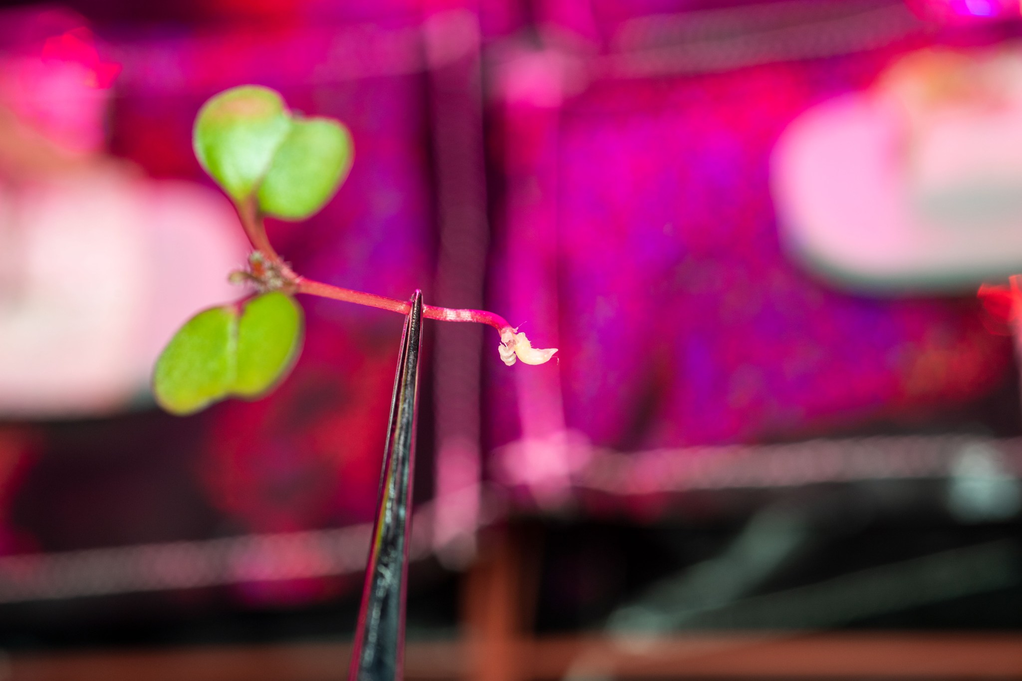 Red kale in Veggie aboard the ISS