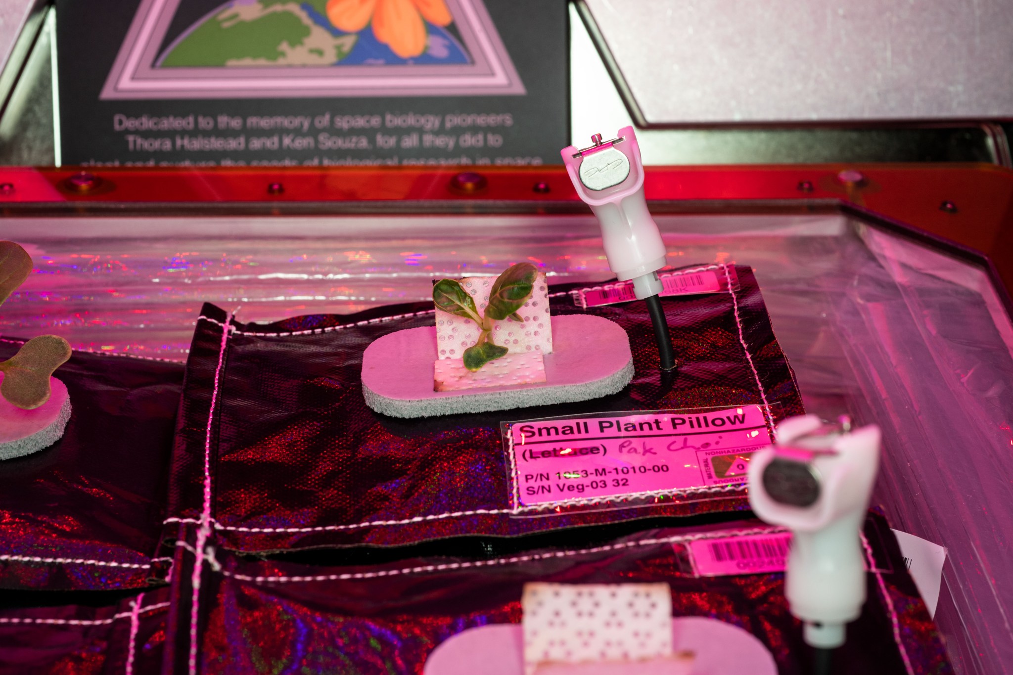 Pak choi transplant on the ISS