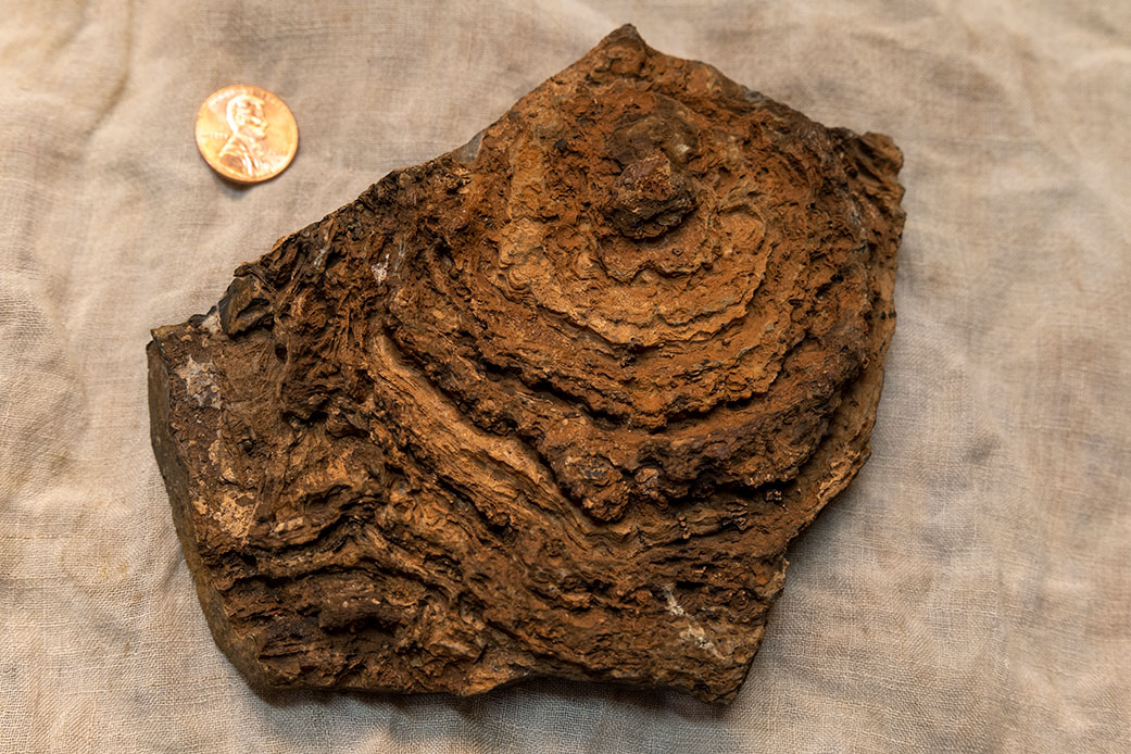 A stromatolite from the Pilbara Craton in Western Australia