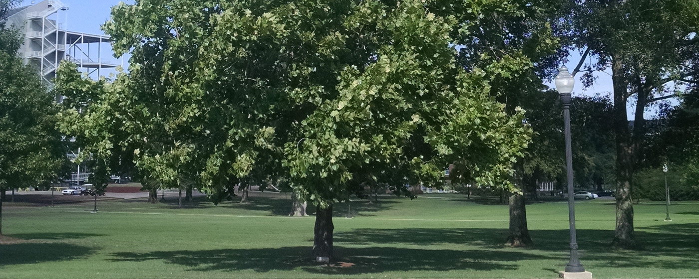 Moon Trees Stand as Living Testaments to First Voyages to Moon