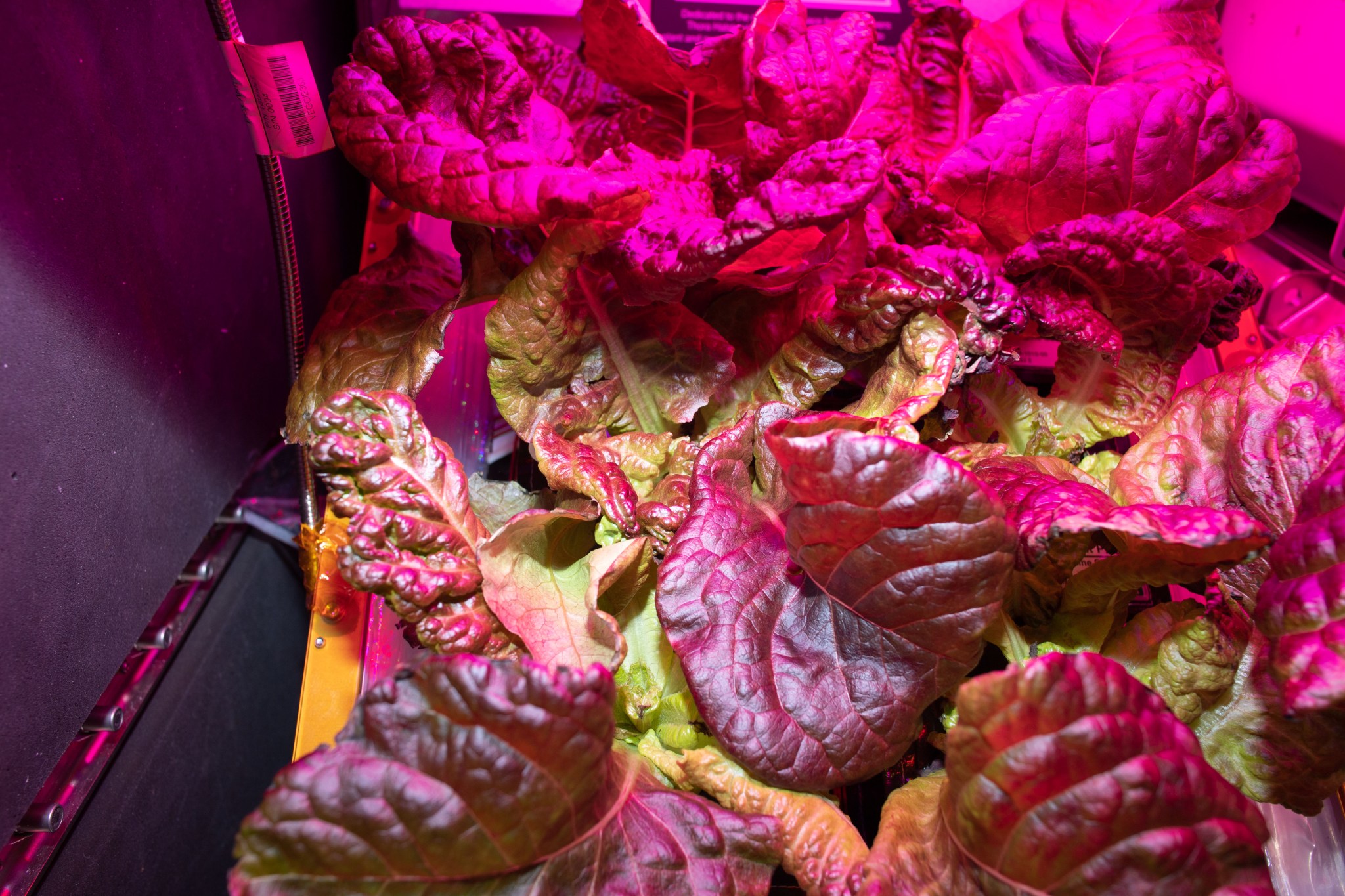 ‘Outredgeous’ red romaine lettuce grown for experiment VEG-03J