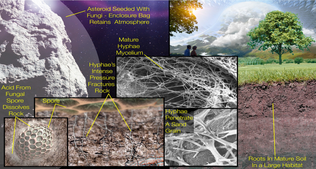 
			Making Soil for Space Habitats by Seeding Asteroids with Fungi - NASA			