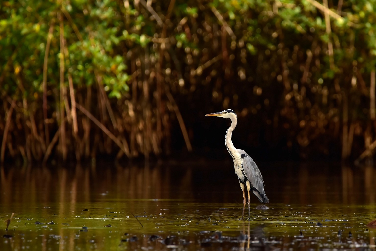 A white heron with gray stands still in a body of shallow water, the heavy plant matter behind it reflecting green and brown in the water.