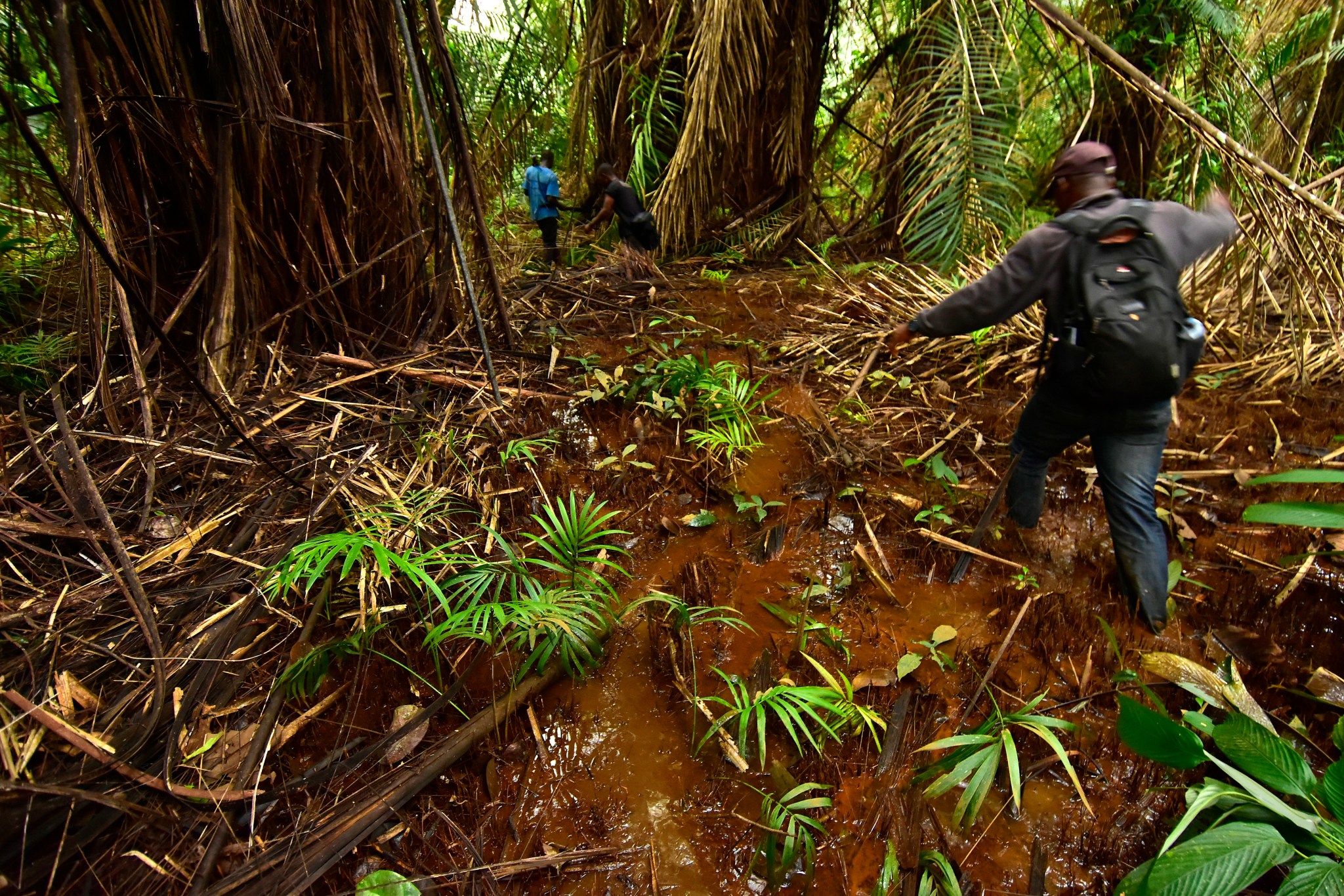 Liberian scientists trek through remote sections of a forest.