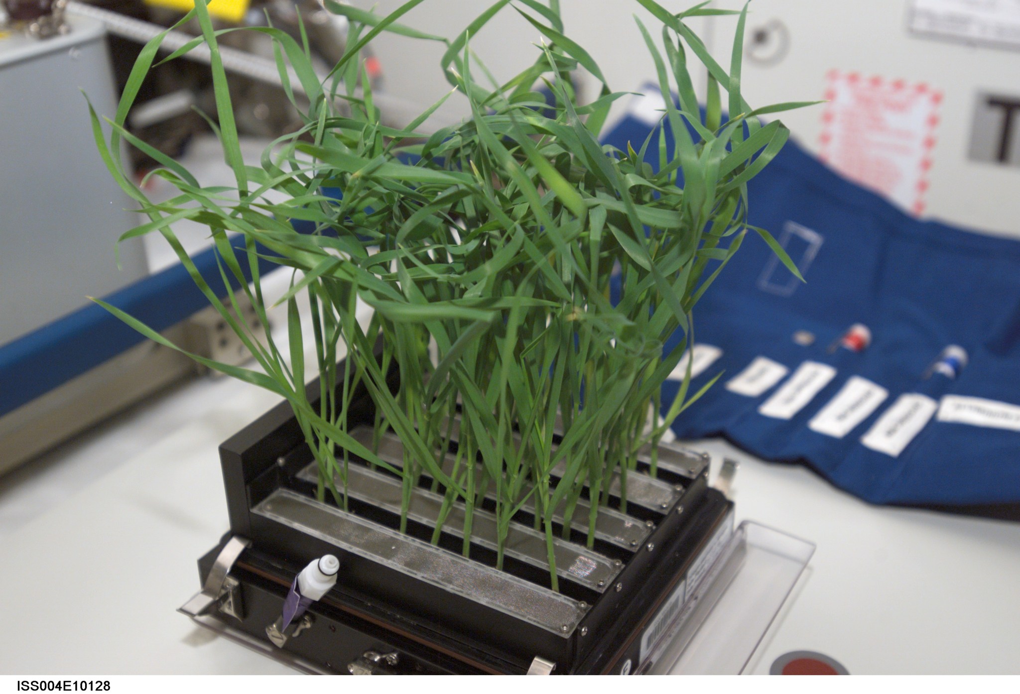 image of a close-up view of plants grown in experiment