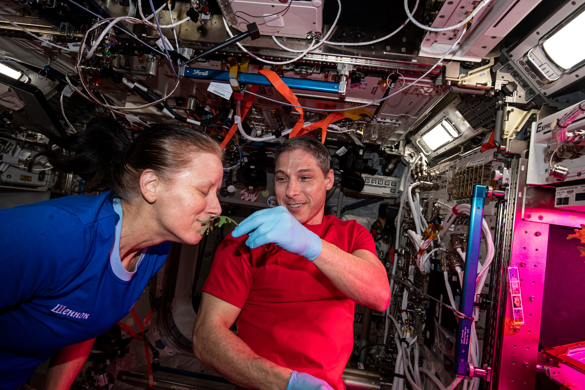 image of astronauts collecting leaf samples from experiment