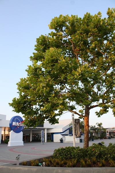 arbor_day_10_moon_tree_at_ksc_visitor_complex.