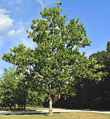 arbor_day_12_moon_tree_at_gsfc_planted_1977