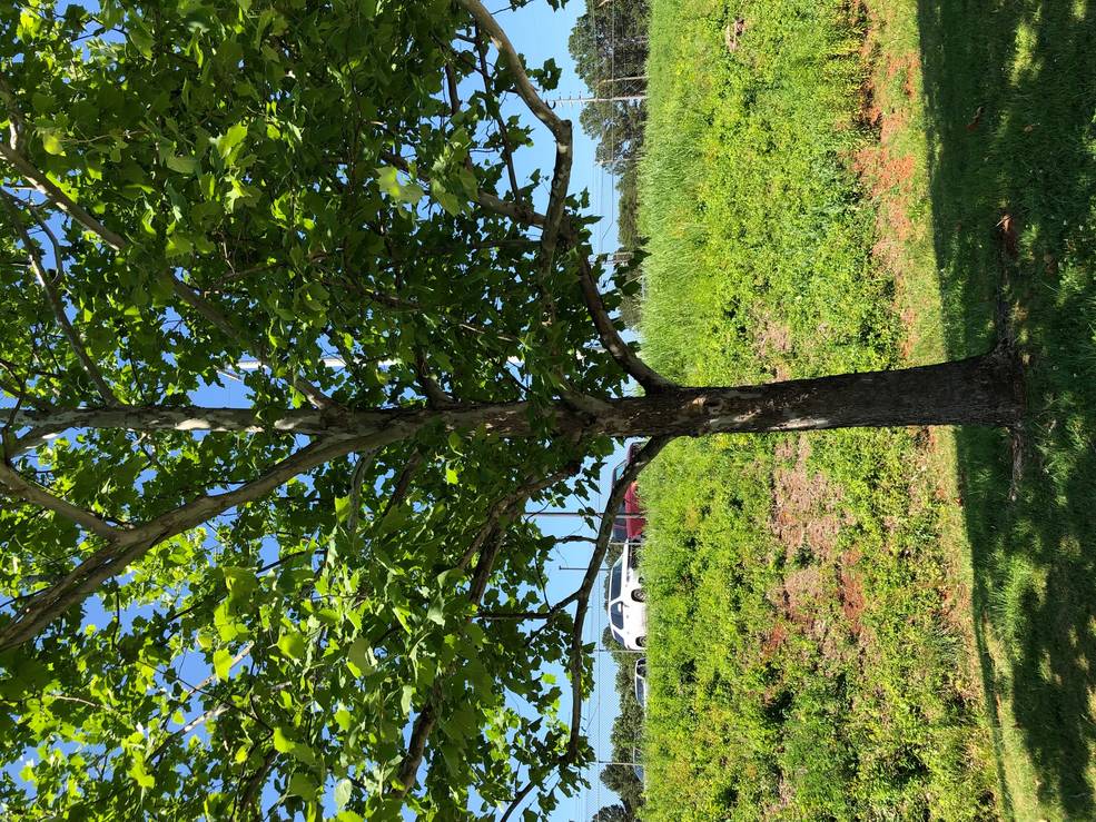 arbor_day_14_moon_tree_at_msfc_2019_brain_odom