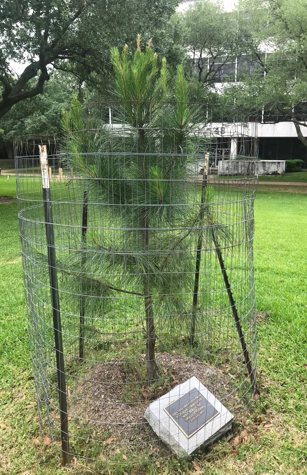 arbor_day_15_moon_tree_at_jsc_apr_2021