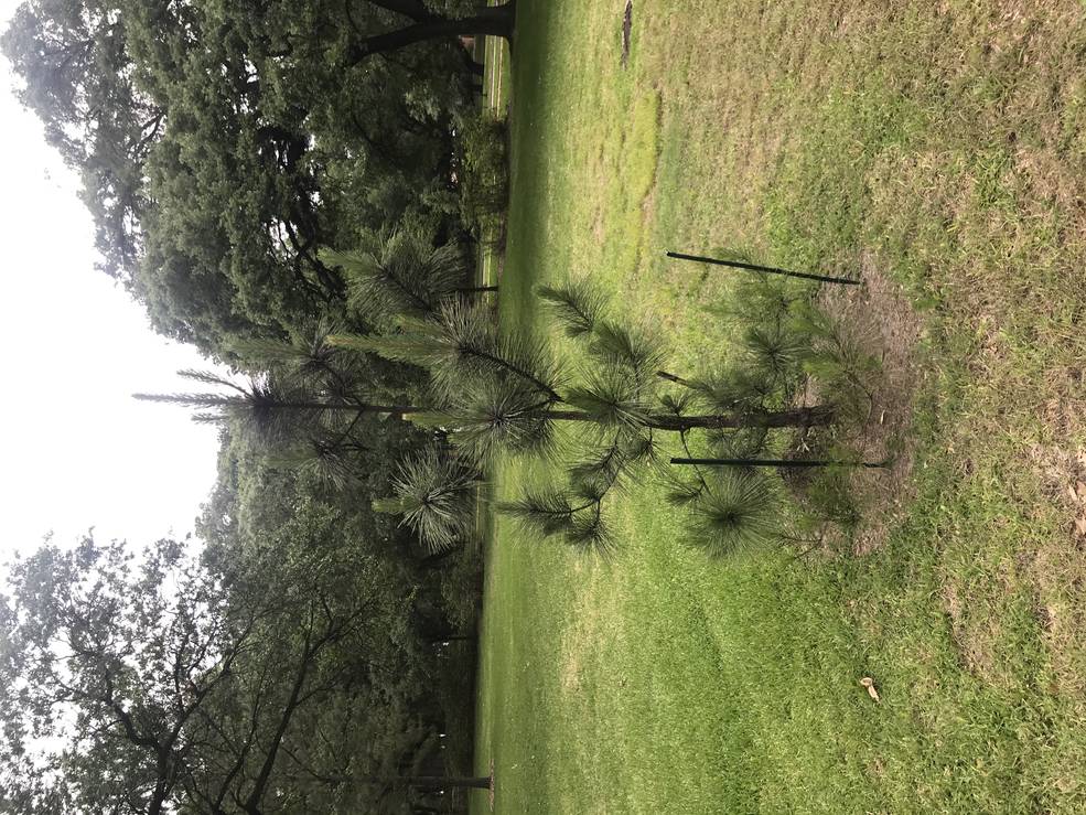 arbor_day_17_rice_loblolly_pine_moon_tree_apr_2021