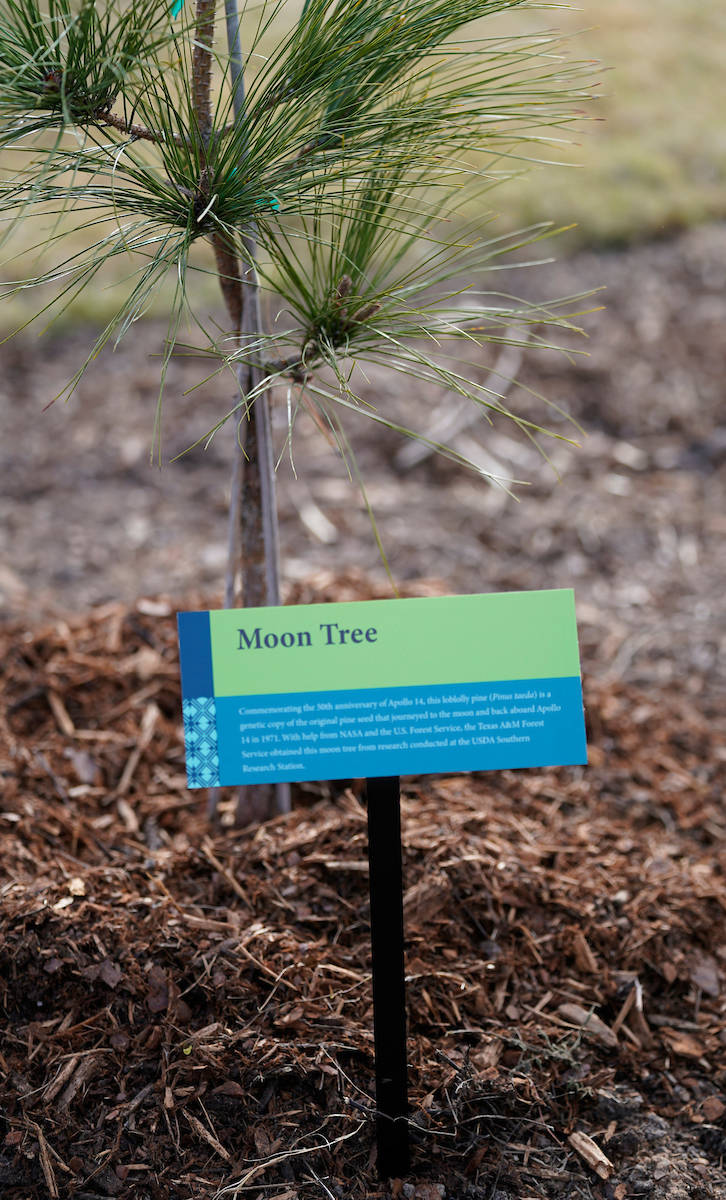 arbor_day_21_am_moon_tree_017-close-up-of-mt