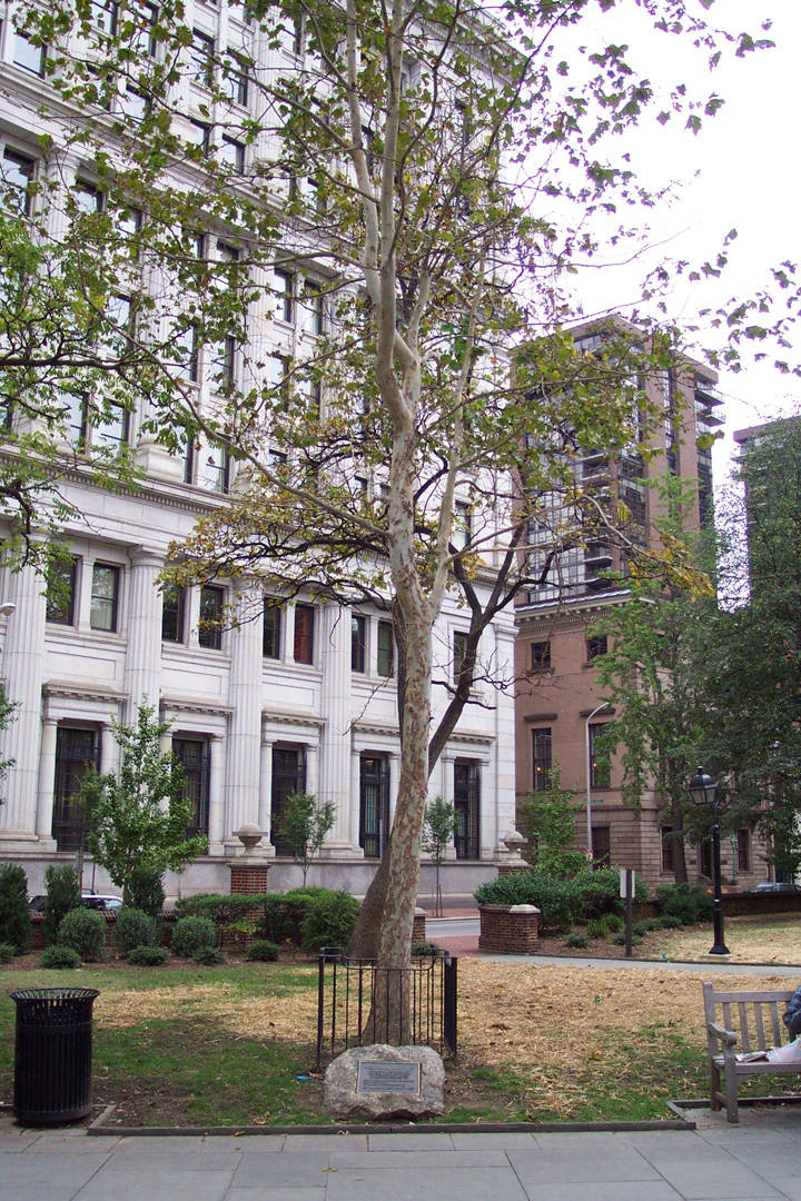 arbor_day_8_philadelphia_moon_tree_in_2000