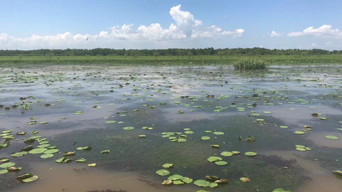 Marshy area in the delta region of coastal Louisiana