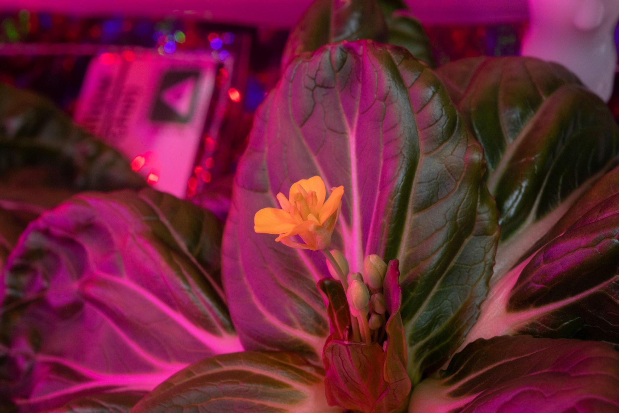 Plants grown on the ISS