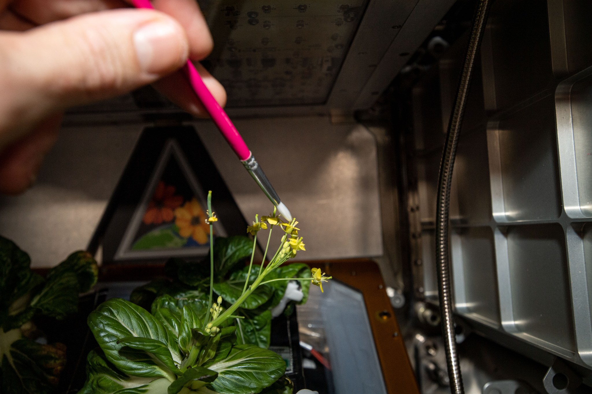 Astronaut Michael Hopkins uses a paintbrush in space