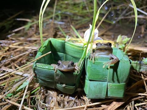 Woven mini baskets out of pond grass for some local frogs to lounge in Braxton County, West Virginia