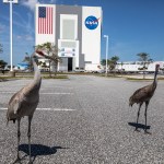Sandhill cranes are photographed in front of the Vehicle Assembly Building at Kennedy Space Center.