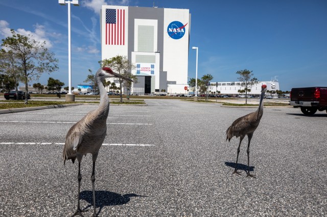 Sandhill cranes are photographed in front of the Vehicle Assembly Building at Kennedy Space Center.