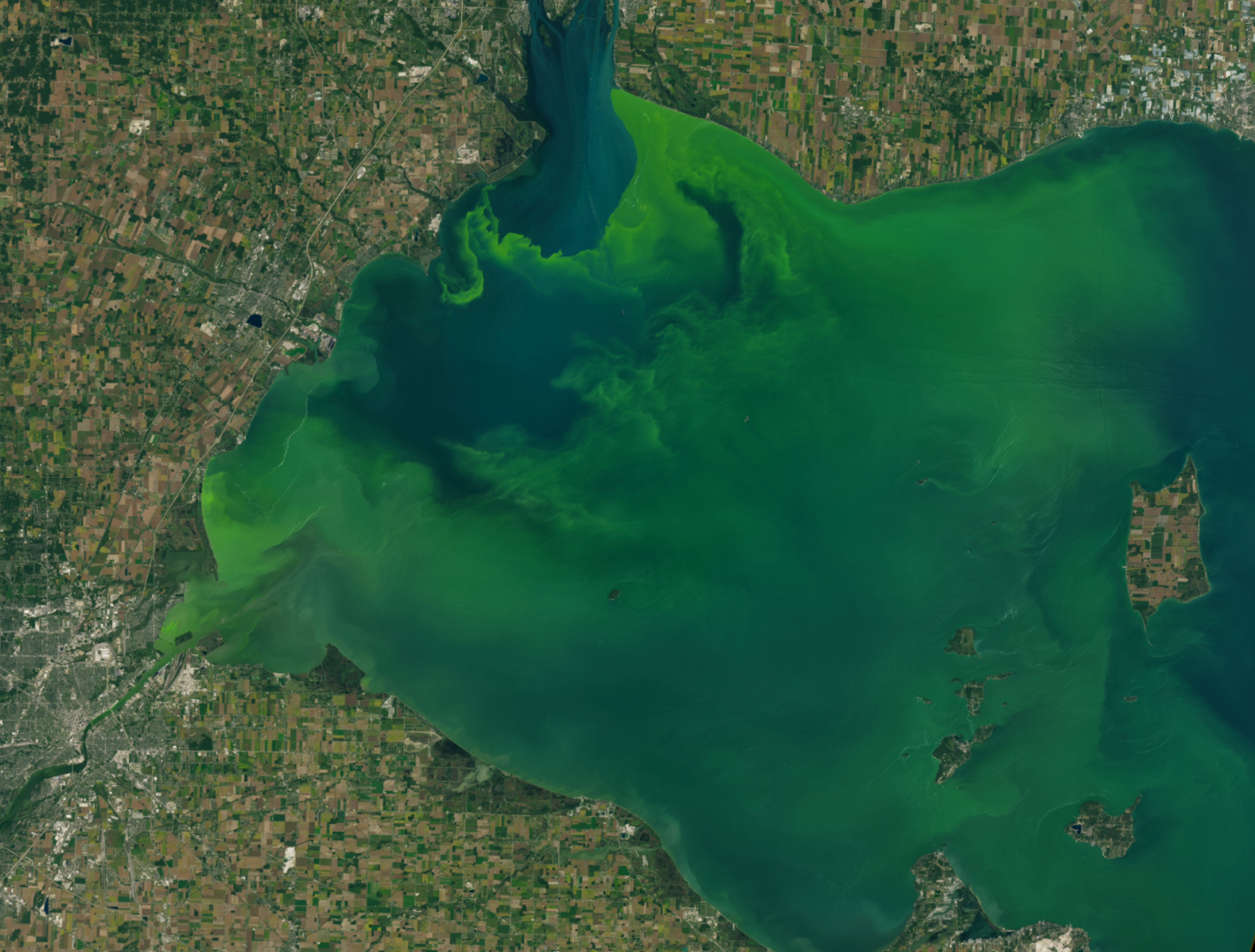 A satellite image of an algal bloom from space. Brown land crisscrossed with tiny rectangular farm fields and gray-green cities surrounds the edges of the image. A large body of water, mostly covered by the bright green swirl of cyanobacteria making up the algal bloom, fills the center. Some blue water is visible near the top of the image, and a small island, also covered with fields, is near the right side.
