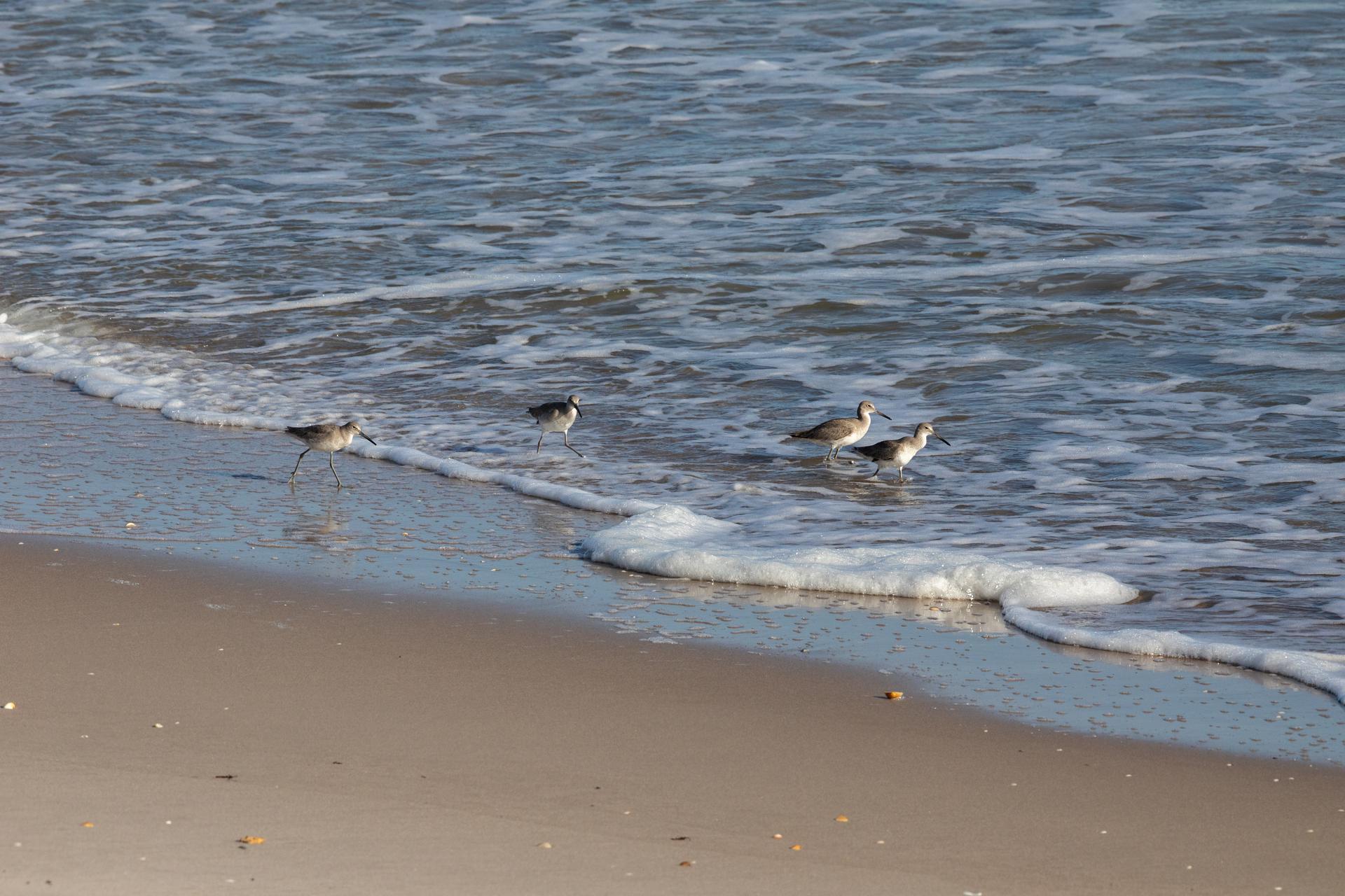 Sandpipers near Kennedy Space Center