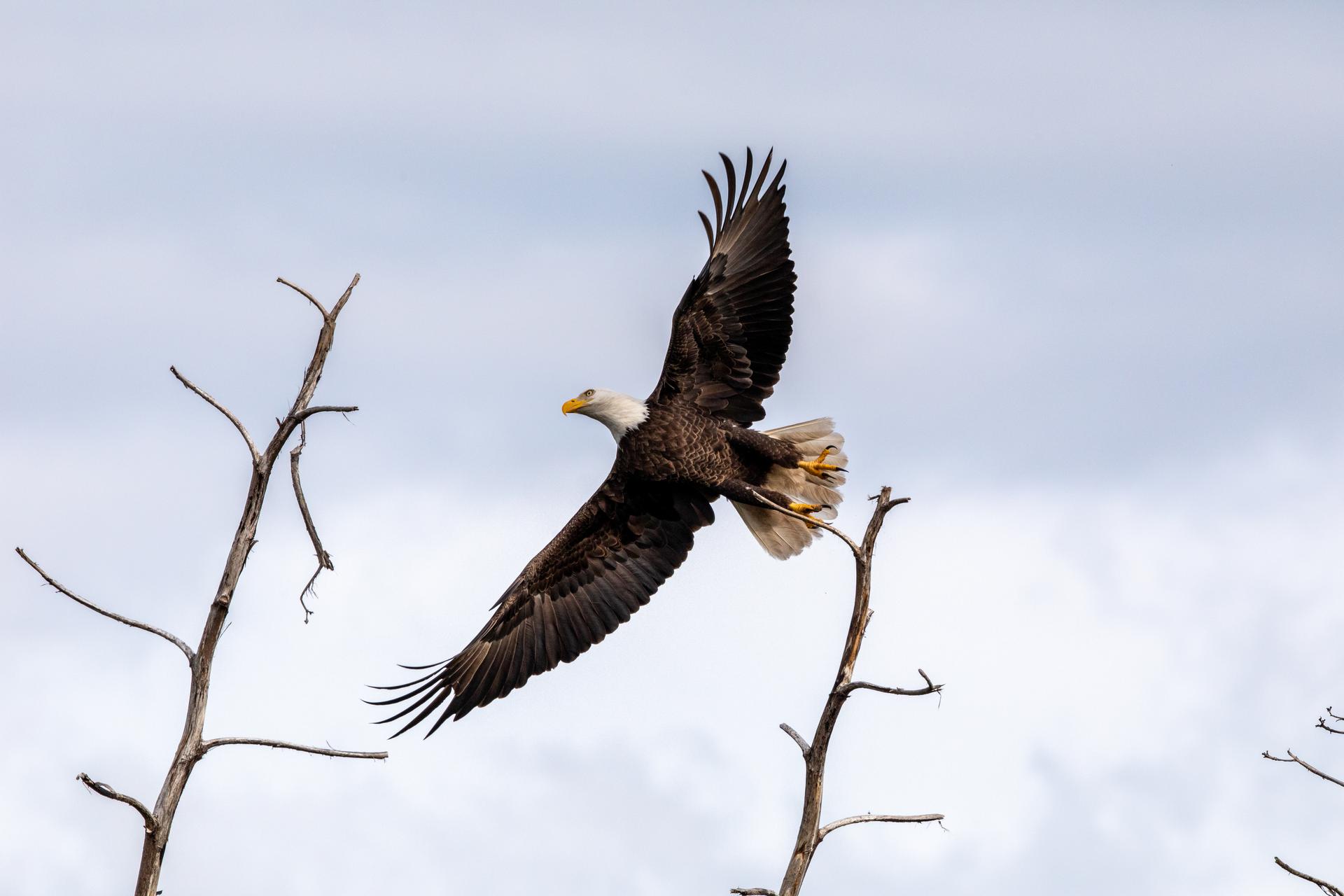 Eagle at Kennedy Space Center