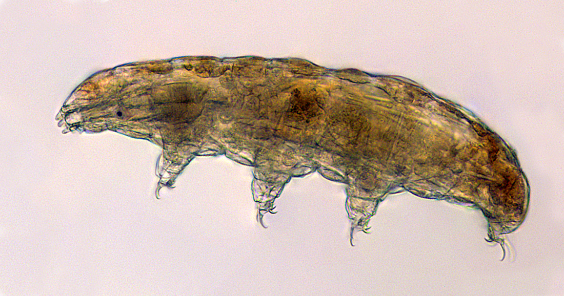 closeup image of a water bear