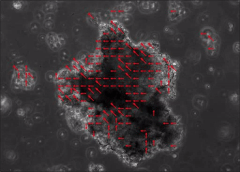 moving image of beating spheres, a close up of a cell in black and white