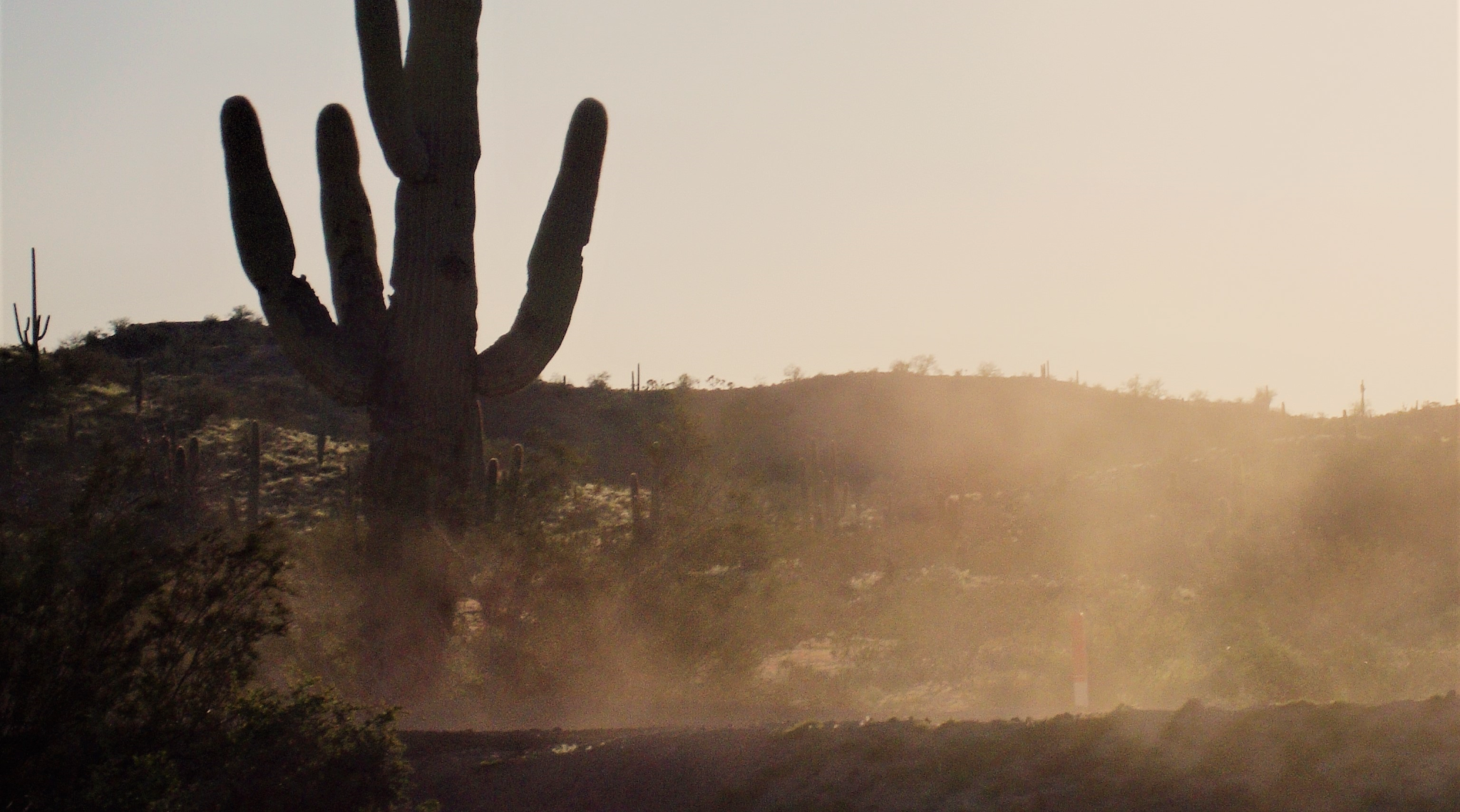 A cactus is silhouetted by swirling tan dust.