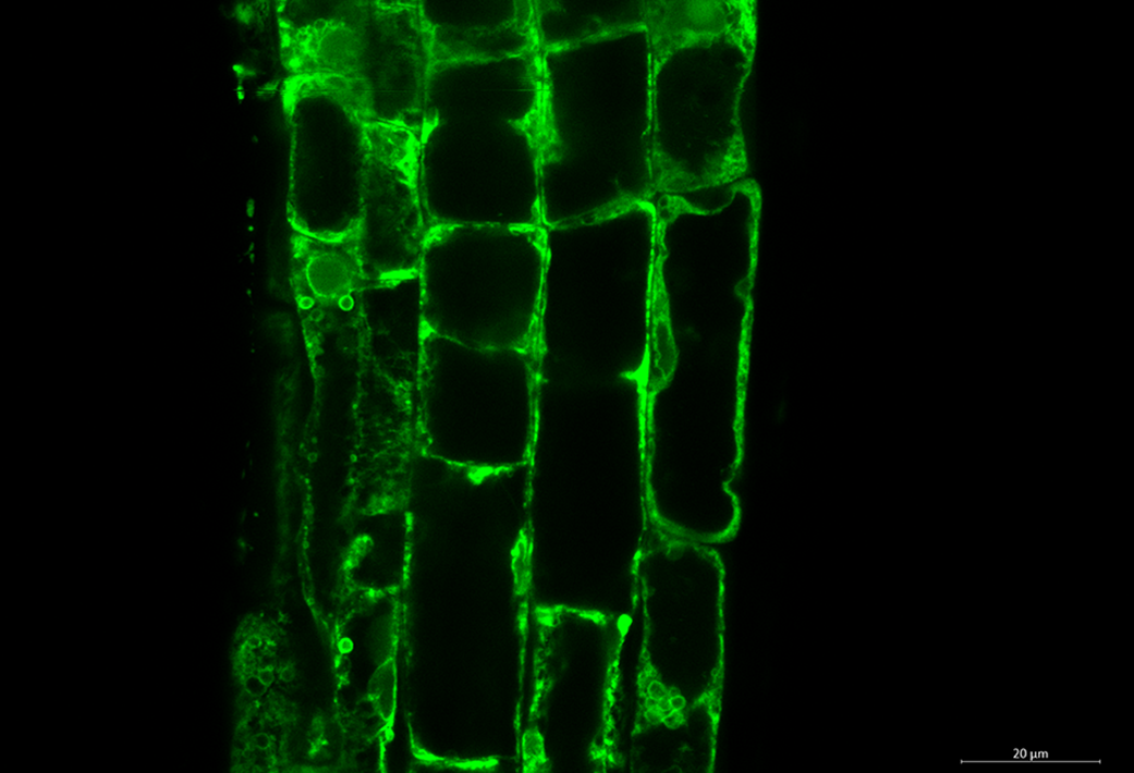 A small region of the root tip from an Arabidopsis plant that BRIC-24 will study.