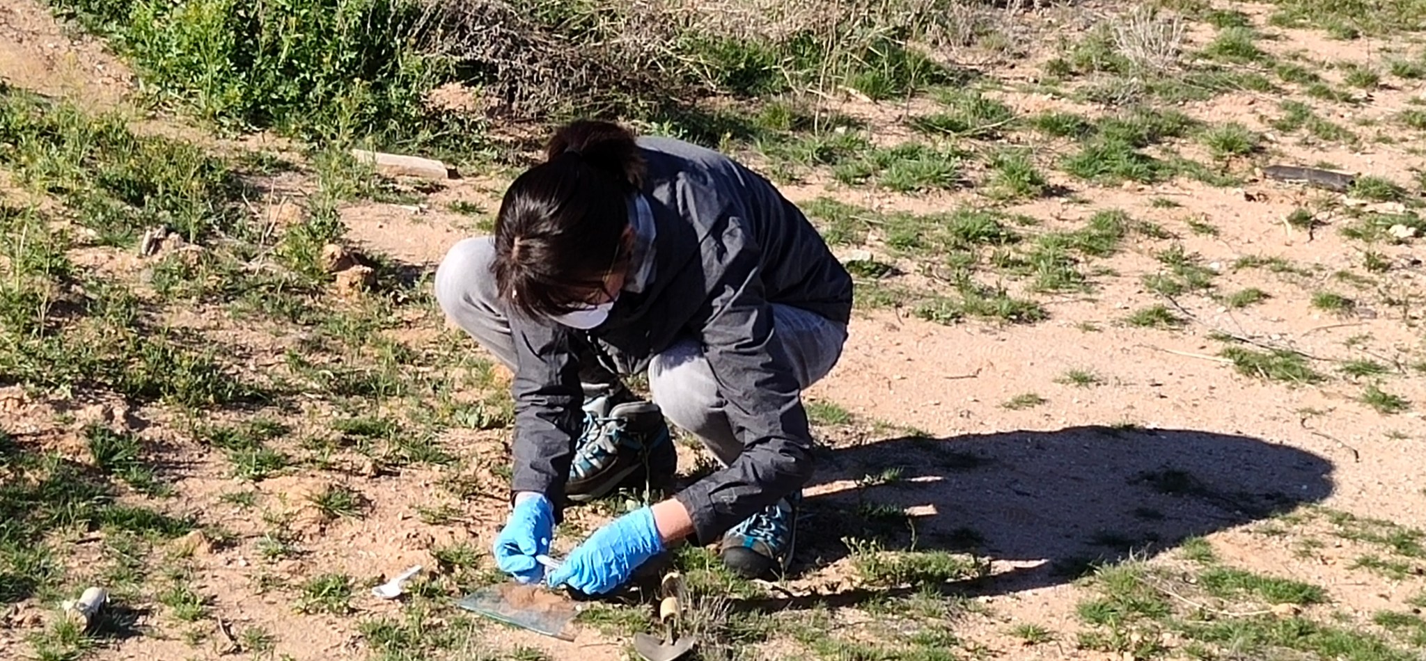 A woman crouches in a dusty field with scrubby green grass. She is wearing a mask and blue gloves and taking a sample from the ground.