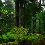 Photograph of a rainforest in full bloom