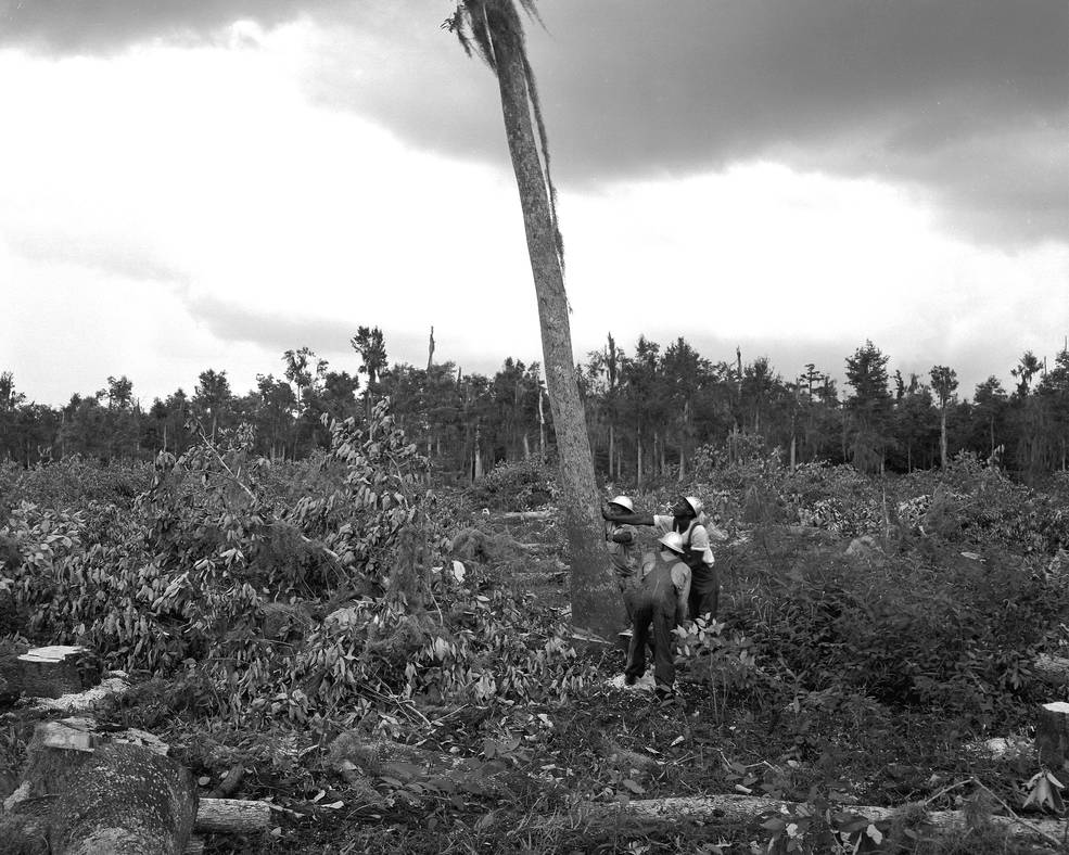 Construction workers bring down a tree 