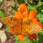 A Gulf fritillary butterfly lands on a Mexican sunflower in the pollinator habitat at NASA’s Marshall Space Flight Center during Pollinator Week, held June 21-27.