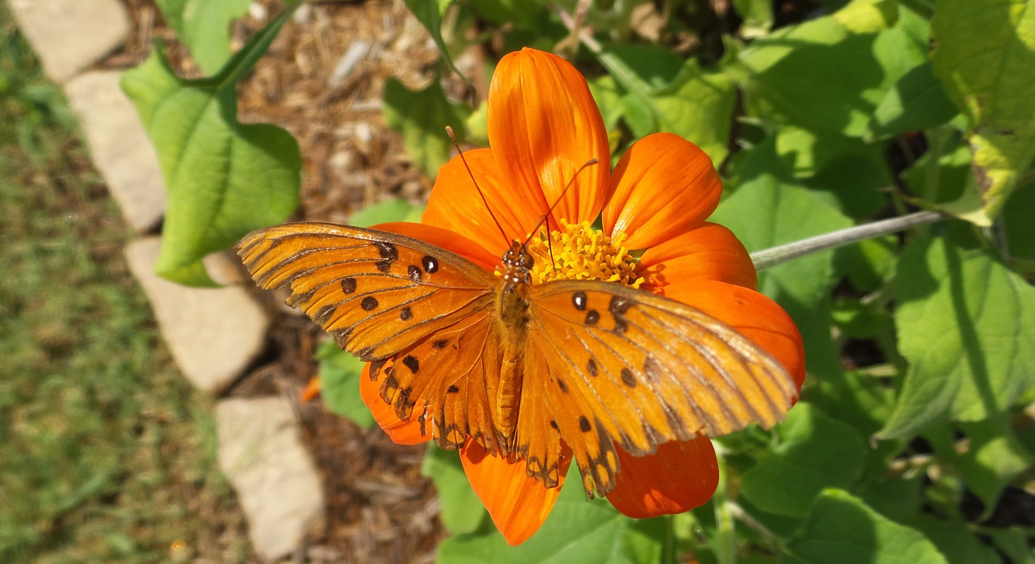 A Gulf fritillary butterfly lands on a Mexican sunflower in the pollinator habitat at NASA’s Marshall Space Flight Center during Pollinator Week, held June 21-27.