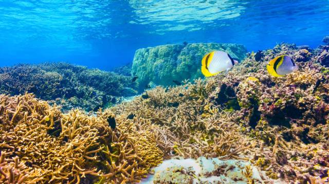 Coral reefs support 25% of all marine life. They are often referred to as an "architect species" or "ecosystem engineers."