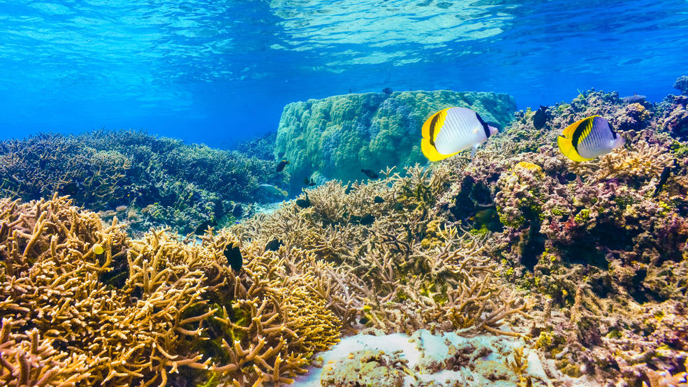 A coral reef in American Samoa, one of the locations where researchers from the Laboratory for Advanced Sensing went on deployment to collect data using fluid-lensing instruments.
