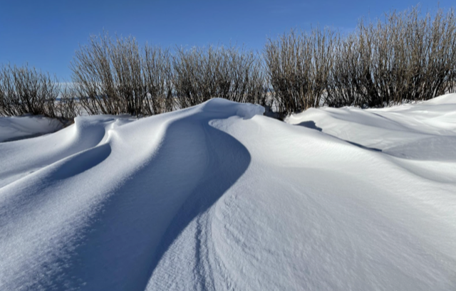 A photo of undulating snow drifts against a line of low, bare shrubs. It is a sunny day, and the curving drifts cast blue S-shaped shadows. The sky is bright blue behind the shrubs.