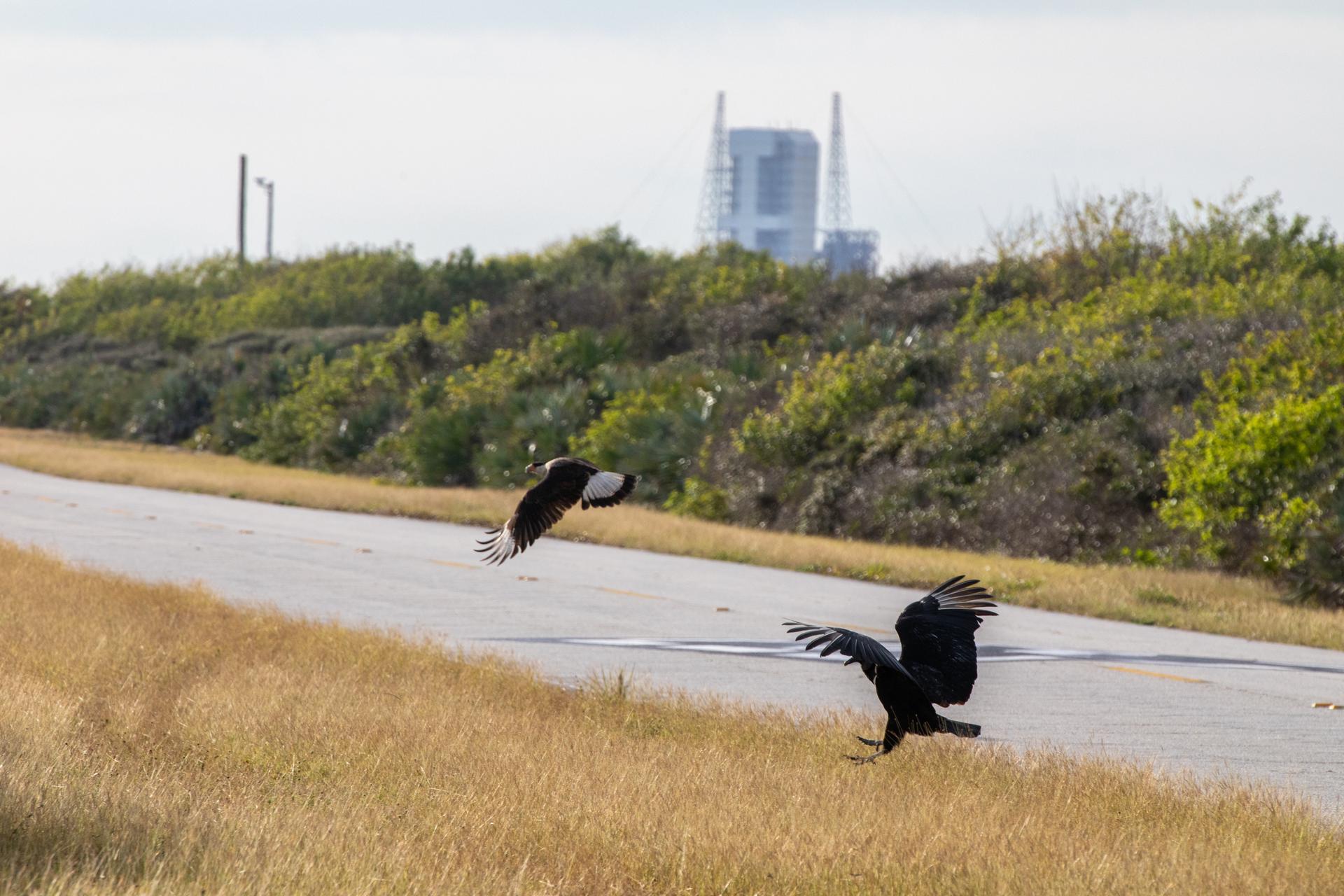 An adult crested caracara, left, and a vulture swoop down near the roadway at NASA’s Kennedy Space Center in Florida.