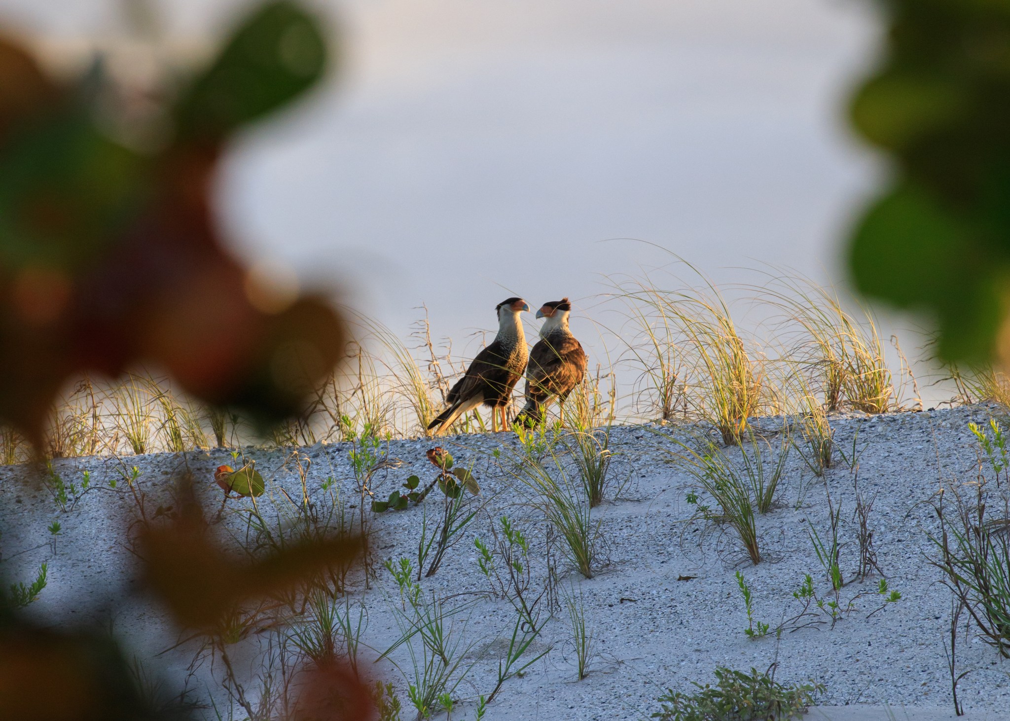 A pair of adult crested caracaras stand on a dune during nesting season at Kennedy Space Center in Florida. 
