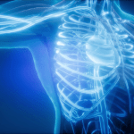 3D image of a human torso's bones and vascular system.