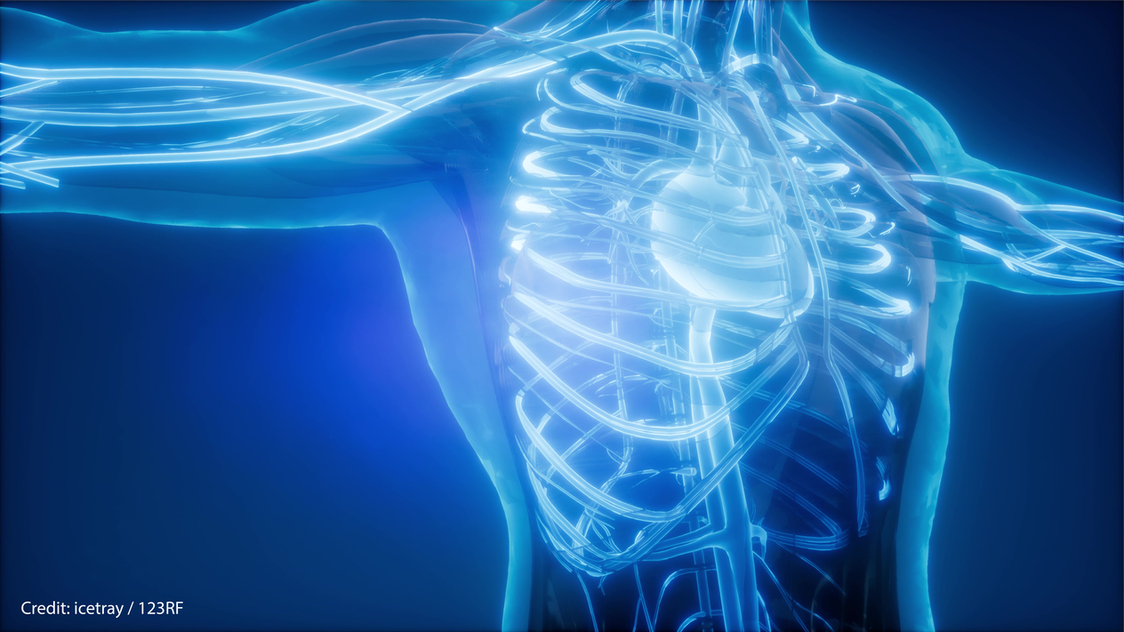 3D image of a human torso's bones and vascular system.