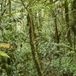 Rainforest in Malaysia