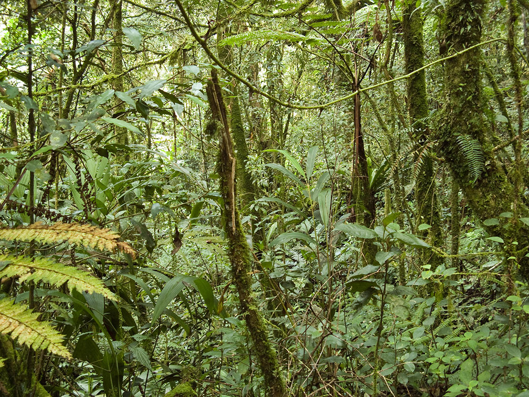 Rainforest in Malaysia