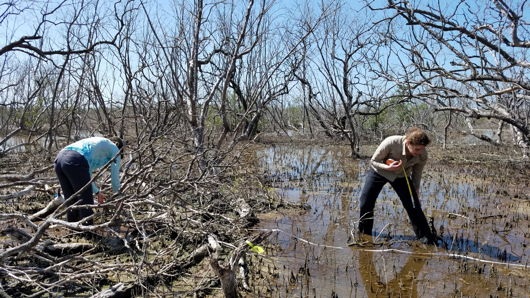 Scientists stand ankle-deep in water and mud, using a measuring tape on the ground to count the number of downed branches and stumps in a dead mangrove forest.