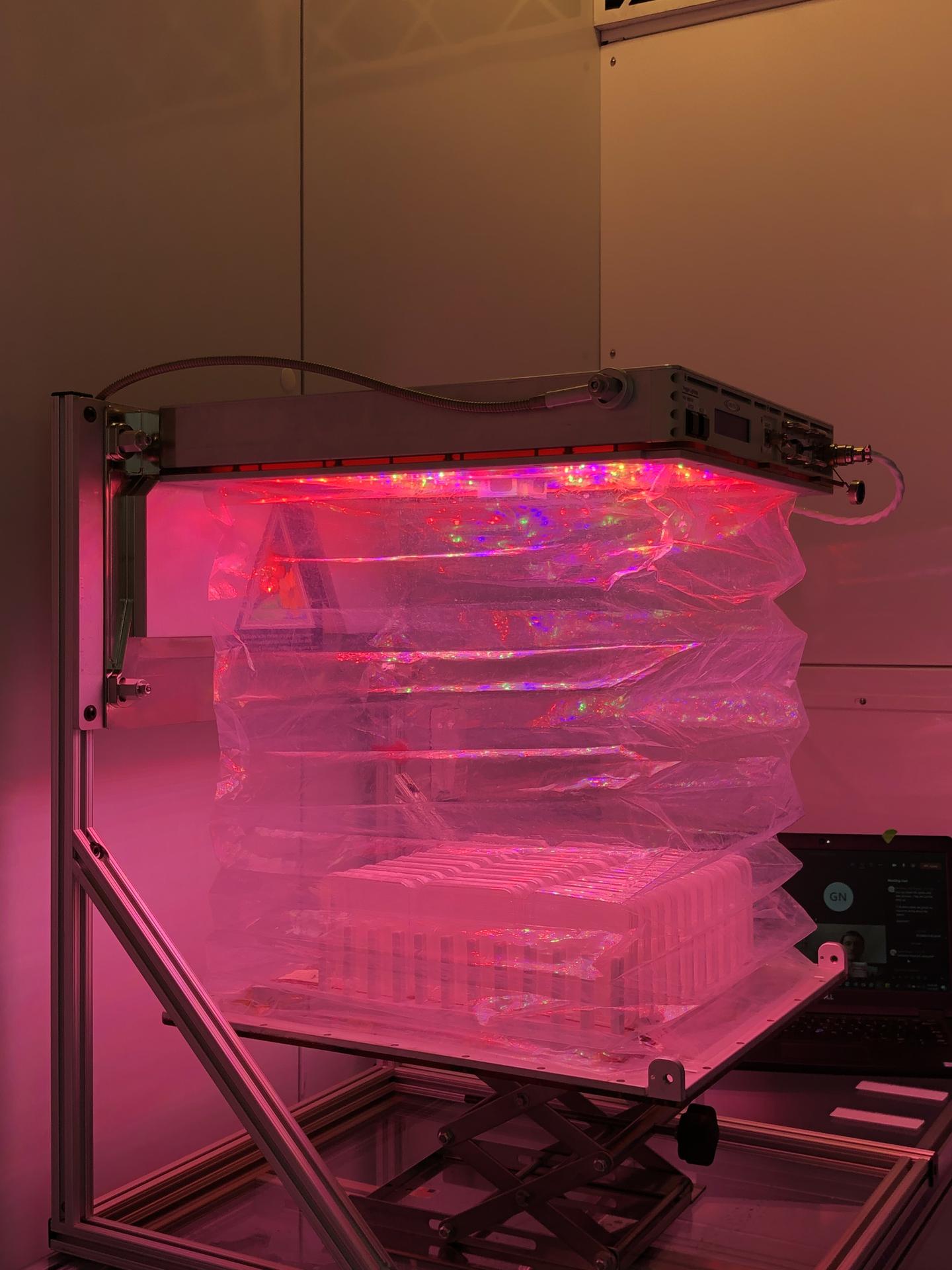 The Science Verification Test for NASA’s Advanced Plant Experiment-08 (APEX-08) takes place inside the Veggie growth chamber at NASA’s Kennedy Space Center in Florida on Nov. 6, 2020.
