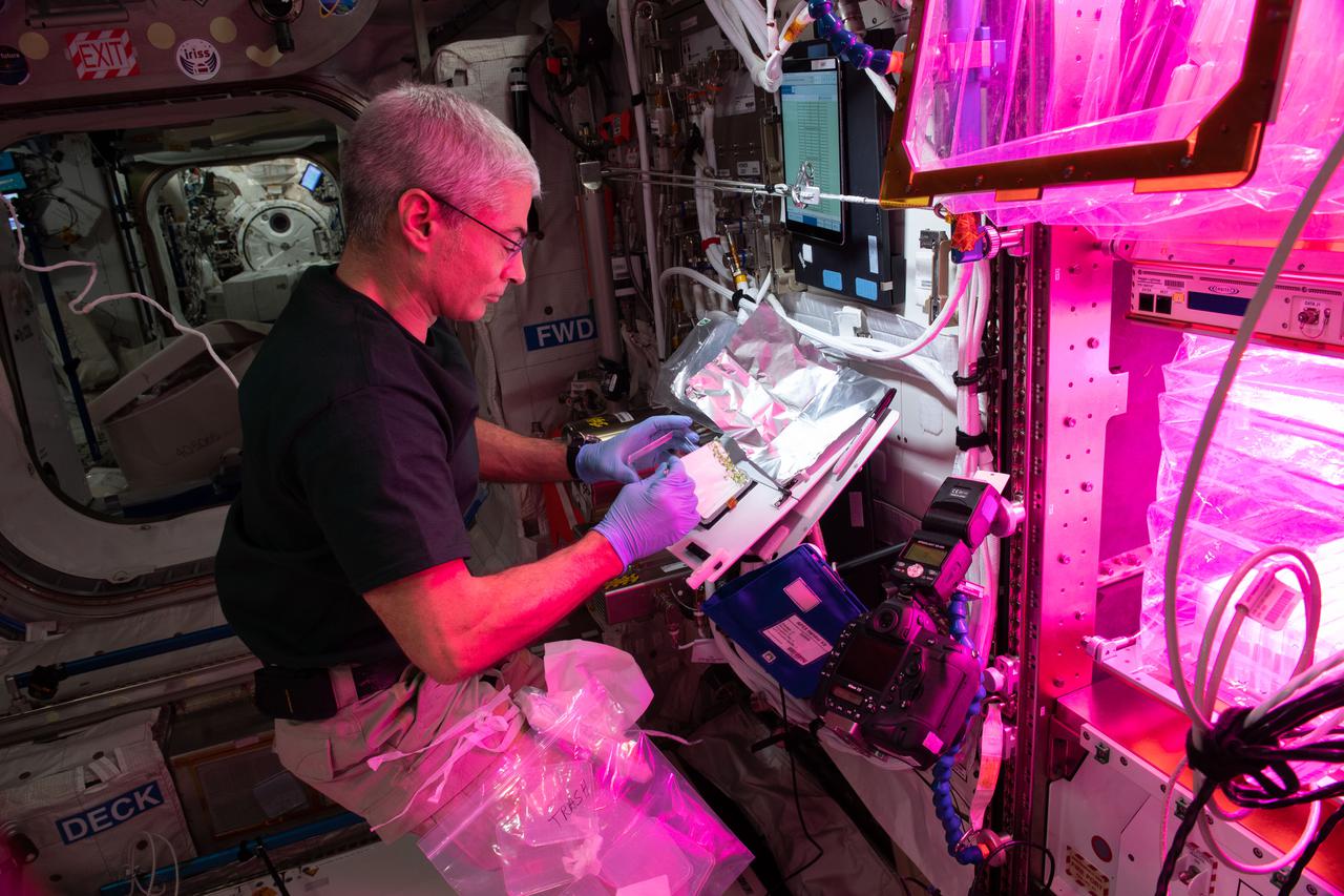 NASA astronaut and Expedition 65 Flight Engineer Mark Vande Hei harvests plants growing in petri plates inside the Veggie facility for the APEX-7 (Advanced Plant Experiment-07) space botany study.