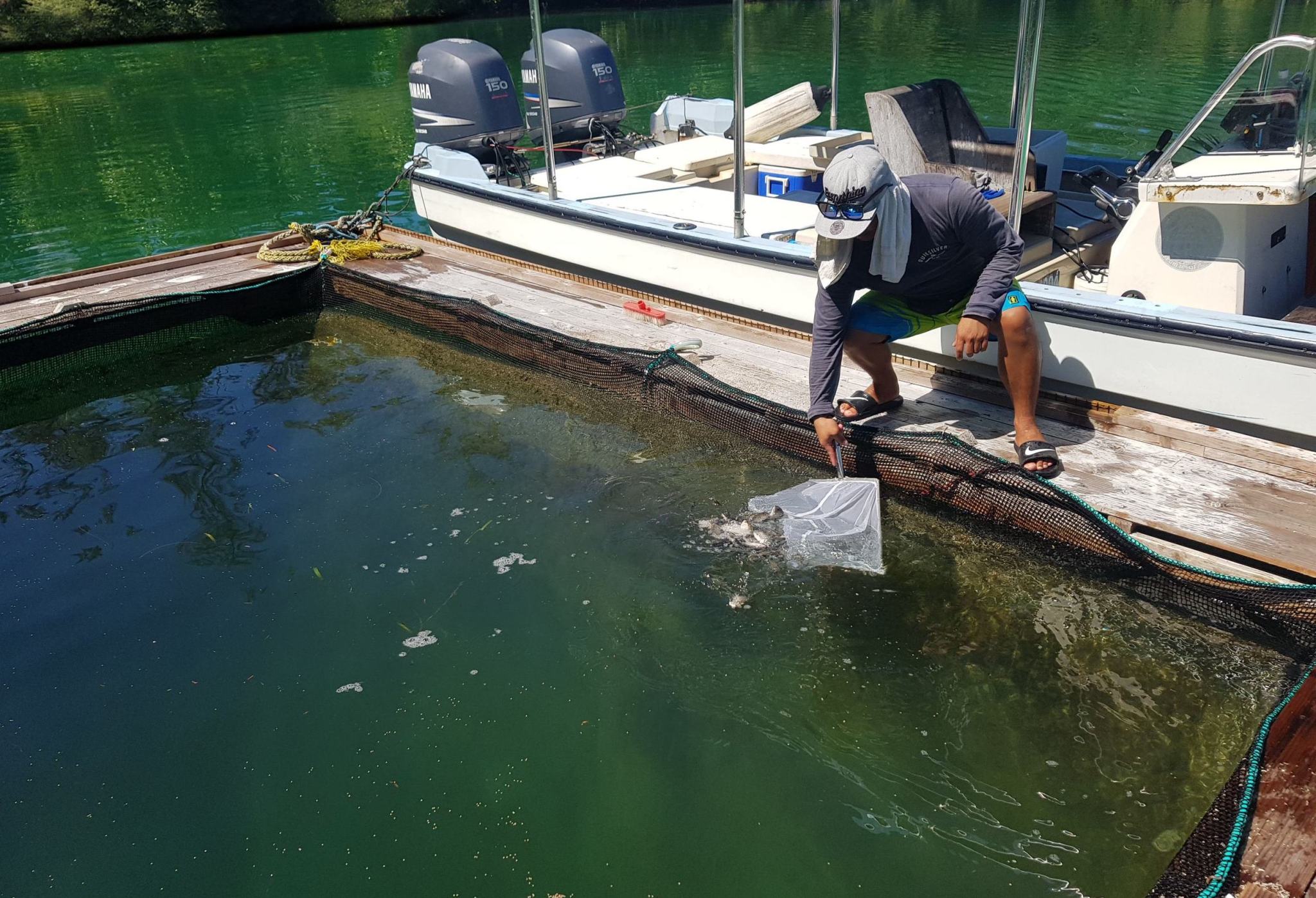 A person releases fish from a net into an aquaculture fish pond.