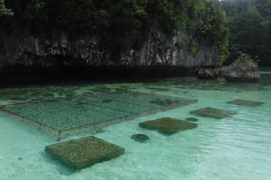 An aquaculture farm in Palau.